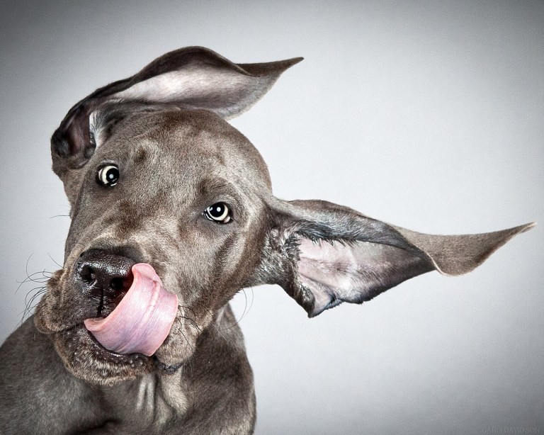 Carli Davidson Pet Photography