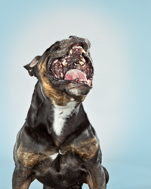 Carli Davidson Pet Photography