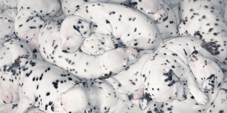 dalmations