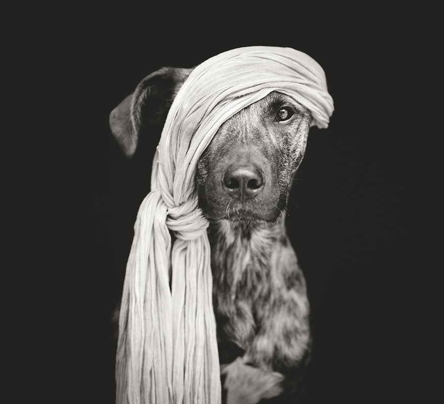 dog-portrait-photography-elke-vogelsang-1
