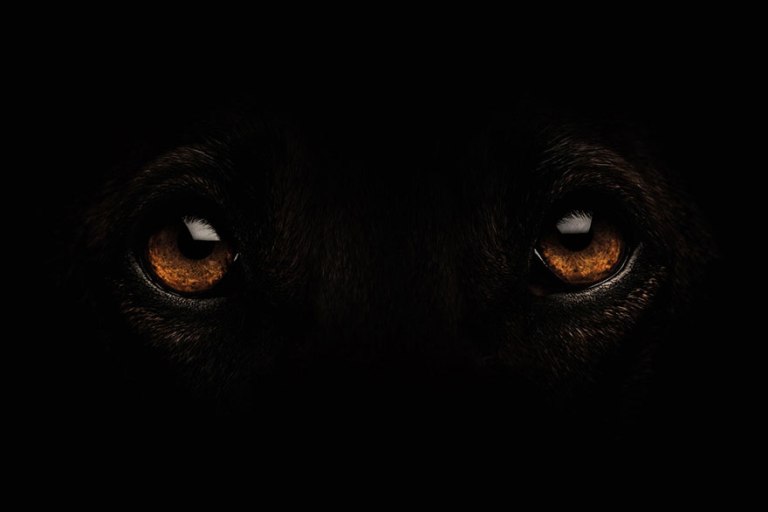 dog-portrait-photography-elke-vogelsang-14