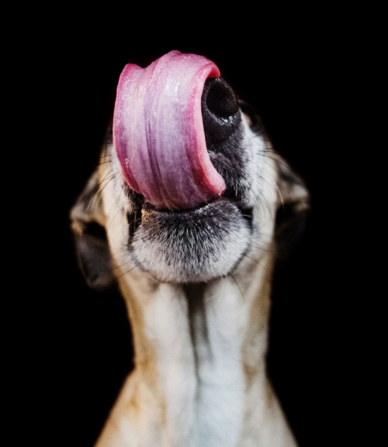 dog-portrait-photography-elke-vogelsang-4
