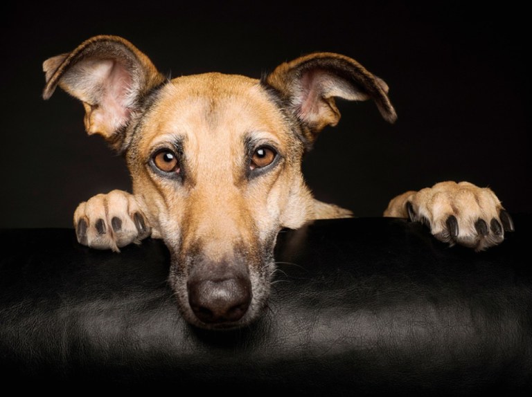 Fotogalería-Elke-Vogelsang-la-fotógrafa-que-retrata-perros-con-resultados-sorprendentes-640AS