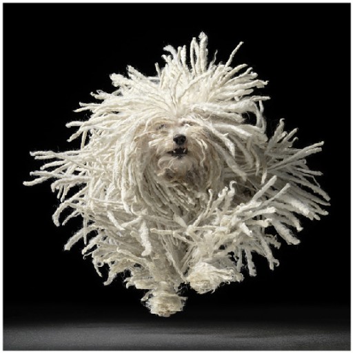 Untitled-129-512x512