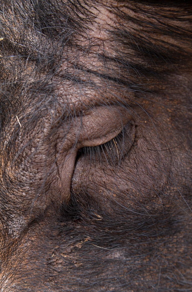 04. Animalista_Ruth Montiel Arias_Cosmos