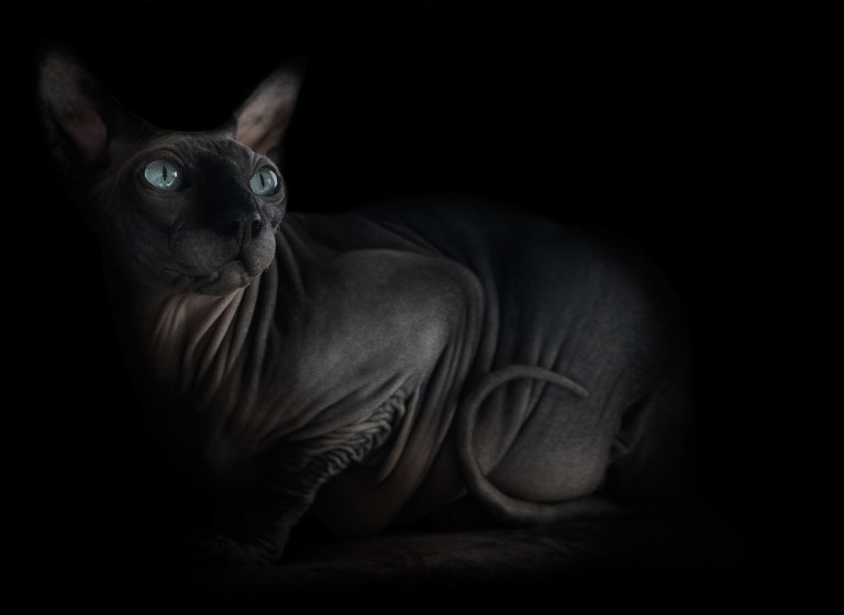 sphynx-cat-photos-by-alicia-rius-7