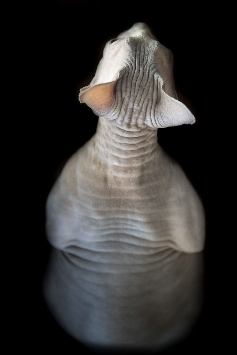 sphynx-cat-photos-by-alicia-rius-8