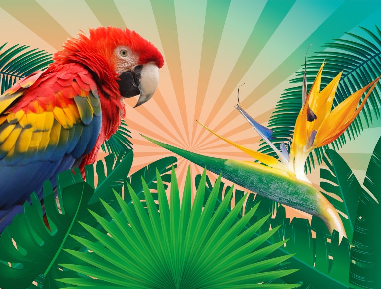 tropics-1561624_1920