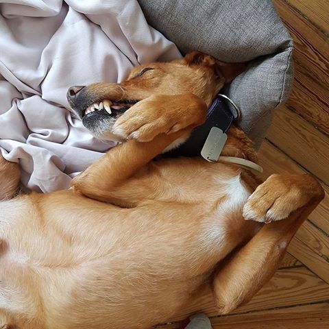 Malafú, el regalo que Giuss le hizo a Guille cuando cumplió los 40. Foto: G.G.H.