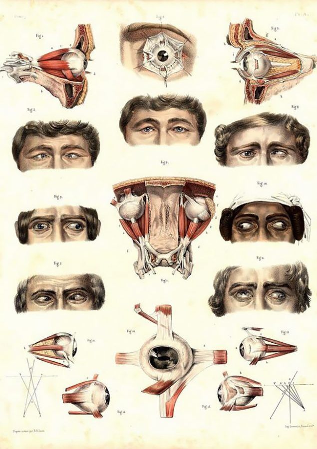 lustración dedicada al estrabismo, del 'Atlas Completo de la Anatomía Humana y la Cirugía, de Jean-Baptiste Marc Bourgery y Nicholas Henri Jacob.